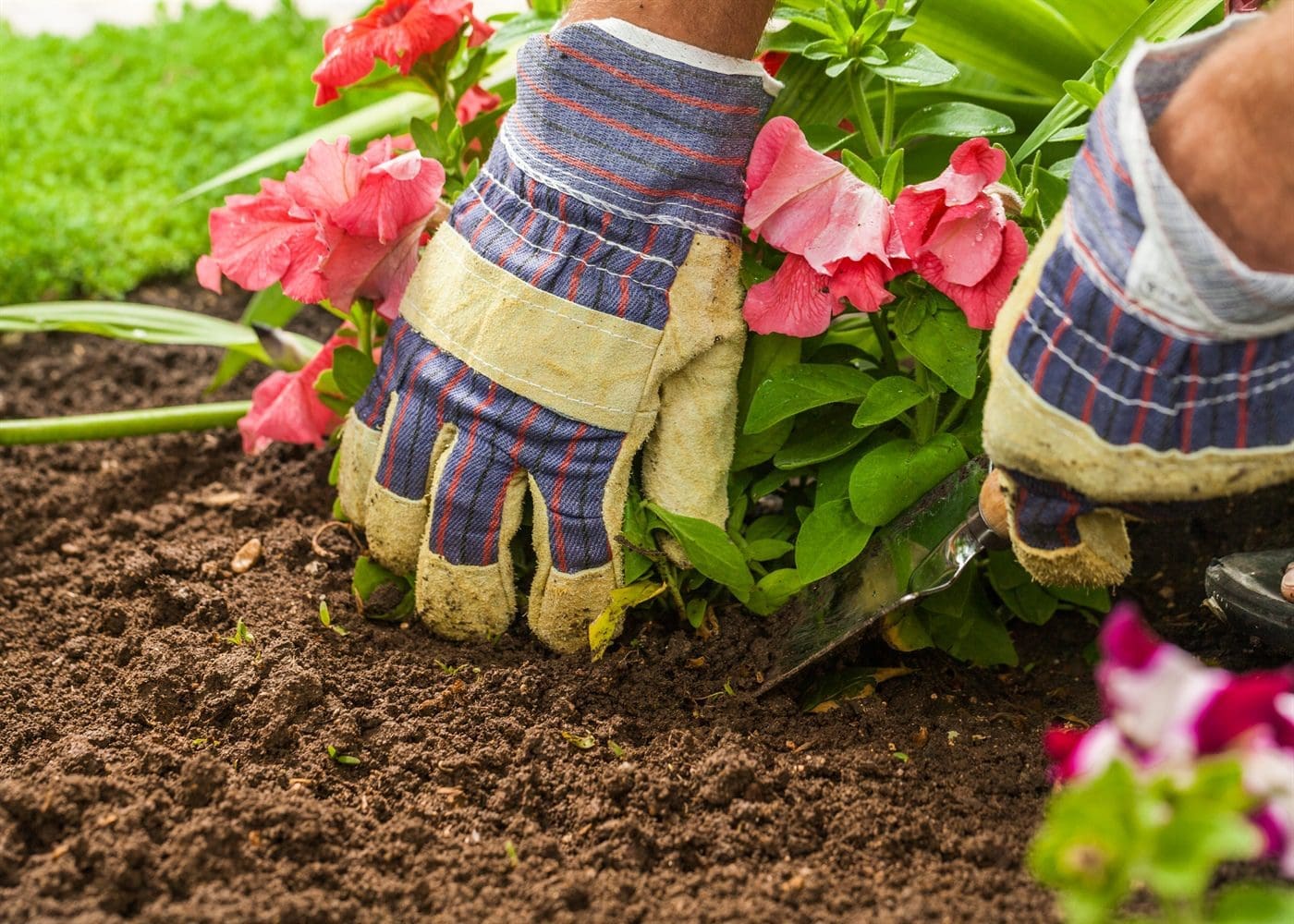 verhuizen, wat doe je met je planten?